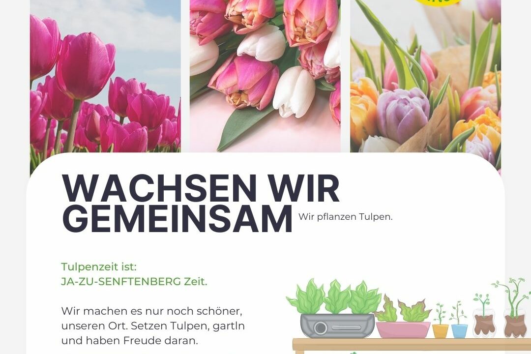 Tulpenpflanzung